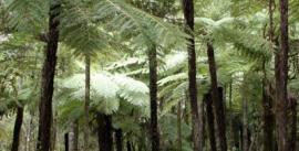 CroppedImage270137-4e63f23349a63_37_bush-walk
