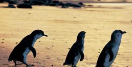 CroppedImage270137-509057bd7f666_745_4f2f31b1ce609101-day-penguin-parade-at1