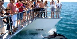CroppedImage270137-5379719801690_2625_01-aucklands-whale-and-dolphin-safari