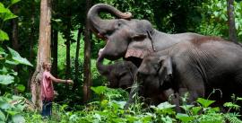 CroppedImage270137-5199af67b2da6_1048_chiang-mai-trek-elephants