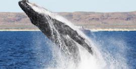 CroppedImage270137-5003943795d29_772_humpiebreach