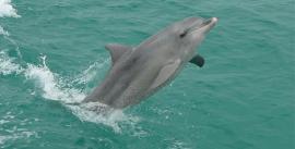 CroppedImage270137-4d54c7ad1b1dc_1058_dolphin-jumping