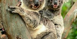 CroppedImage270137-5032e7e94b7c4_1105_koalas