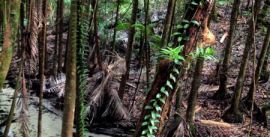 CroppedImage270137-4e65874d27e5e_1245_wang-creek-1