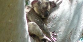 CroppedImage270137-5480ee883c4c7_2712_koalas