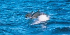 CroppedImage270137-4fc6c9c68925a_1866_dolph