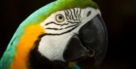 CroppedImage270137-58e6c535a2e5f_1943_img60311copyprovedor