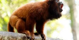 CroppedImage270137-58e6c5358a75f_1943_img59511copyprovedor