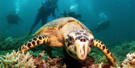 CroppedImage270137-594c5d39f3f47_218_turtle-small