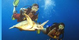 CroppedImage270137-4f3f353add744_218_diving-with-turtle