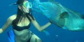 CroppedImage270137-4f3f35acd5eda_218_snorkel-with-marvin