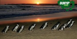 CroppedImage270137-51d27a9633efd_788_bunyip-phillip-island-hero1