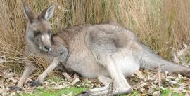 CroppedImage270137-5258b4277ee9f_745_grampians-kangaroo-6