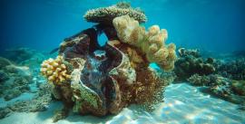 CroppedImage270137-4e851f509eaf0_385_clam