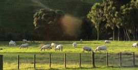 CroppedImage270137-59f69f4f560f0_3988_farm-warkworth-matakana