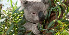CroppedImage270137-55ecf460df9c1_590_charlie-sww-koala-web