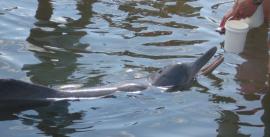 CroppedImage270137-4ff0fceb1ea57_472_dolphins