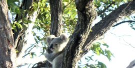 Koala wildlife experience