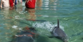dolphin discovery centre