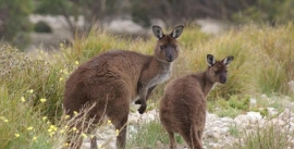 CroppedImage270137-4dae573dc8278_172_2-kangaroos