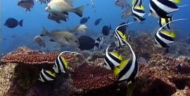 CroppedImage270137-4dcb4421901cf_636_schooling-bannerfish