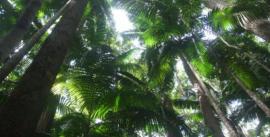 CroppedImage270137-502d788743a12_535_central-station-rainforest