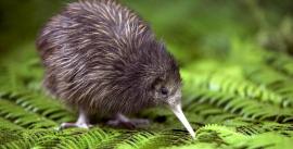 CroppedImage270137-55135b709a6e5_909_baby-kiwi-05